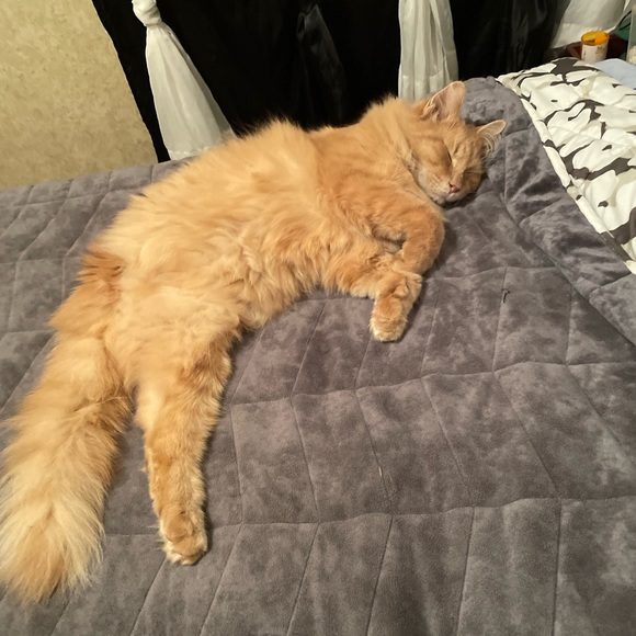 Meet your Posher, Jodée - Picture 9 of 12